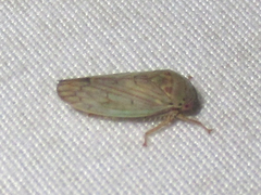 Polana quadrinotata