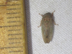 Polana quadrinotata