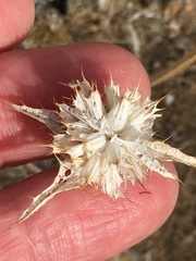 Salvia carduacea