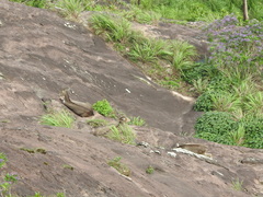 Nilgiritragus hylocrius