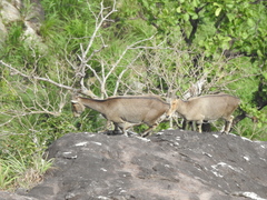 Nilgiritragus hylocrius