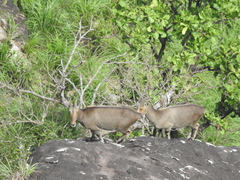 Nilgiritragus hylocrius
