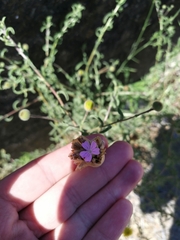 Petrorhagia