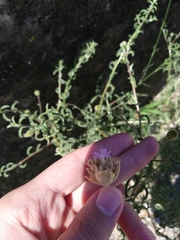 Petrorhagia