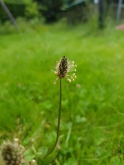 Plantago lanceolata