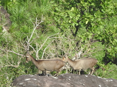 Nilgiritragus hylocrius