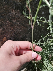 Petrorhagia