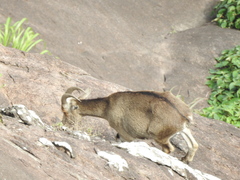 Nilgiritragus hylocrius