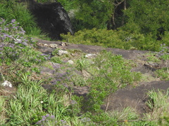 Nilgiritragus hylocrius