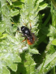 Osmia bicolor