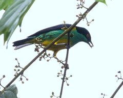 Dacnis lineata