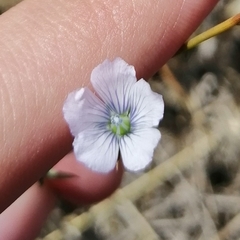 Linum bienne