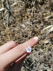 Linum bienne