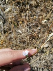 Linum bienne