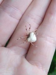 Taczanowskia sextuberculata
