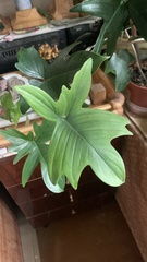 Philodendron pedatum