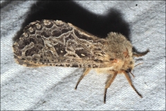 Oncopera intricoides