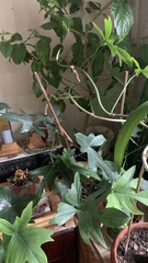 Philodendron pedatum