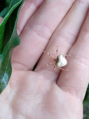 Taczanowskia sextuberculata
