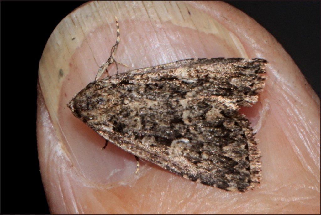 Xanthoptera