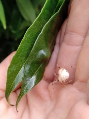 Taczanowskia sextuberculata