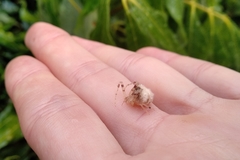 Taczanowskia sextuberculata