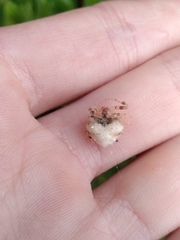 Taczanowskia sextuberculata