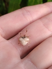 Taczanowskia sextuberculata