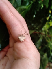 Taczanowskia sextuberculata