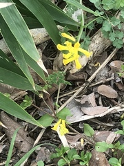 Corydalis micrantha