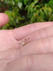 Taczanowskia sextuberculata