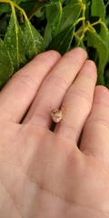 Taczanowskia sextuberculata