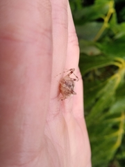 Taczanowskia sextuberculata
