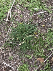 Corydalis micrantha