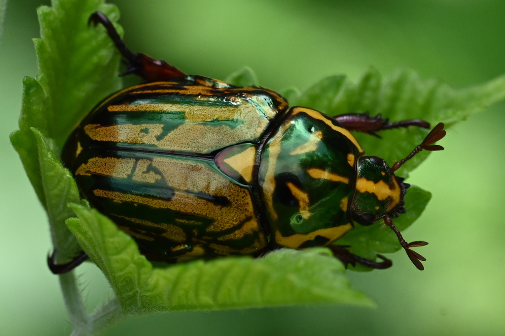 Handsome Flower Scarab