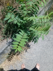 Ailanthus altissima