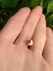 Taczanowskia sextuberculata