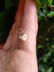 Taczanowskia sextuberculata