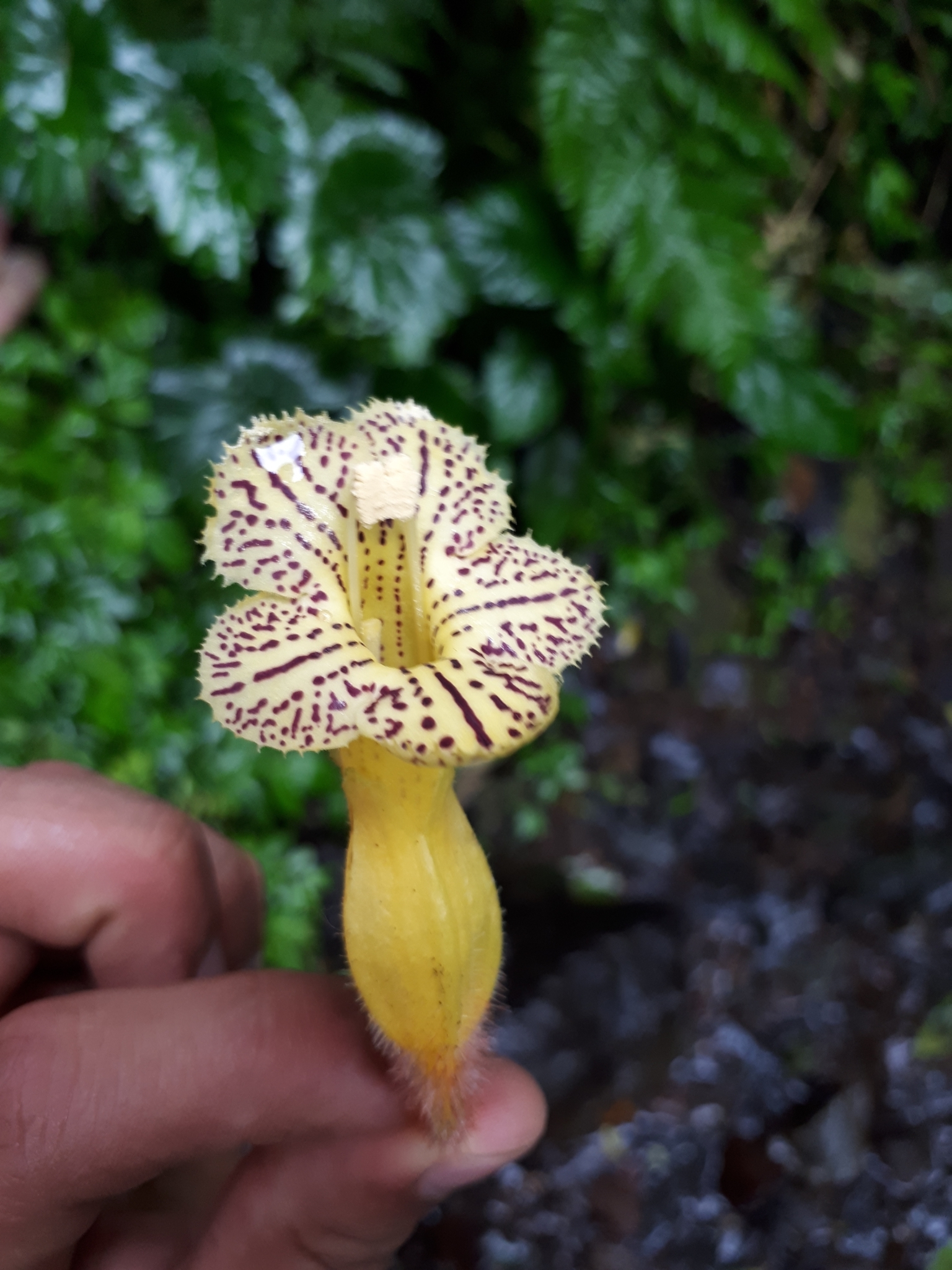 Solenophora tuxtlensis