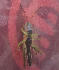 Pirithoicus ophthalmicus