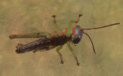 Pirithoicus ophthalmicus