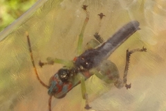 Pirithoicus ophthalmicus