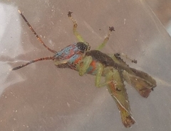 Pirithoicus ophthalmicus