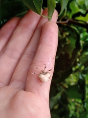Taczanowskia sextuberculata