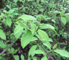 Cornus sanguinea