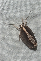 Archaereta dorsivittella