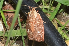 Euchaetis metallota