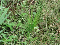 Eriocaulon buergerianum