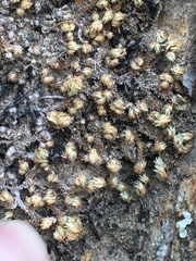 Selaginella eremophila