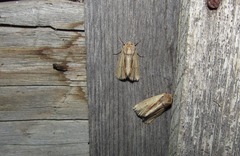 Xylomoia graminea